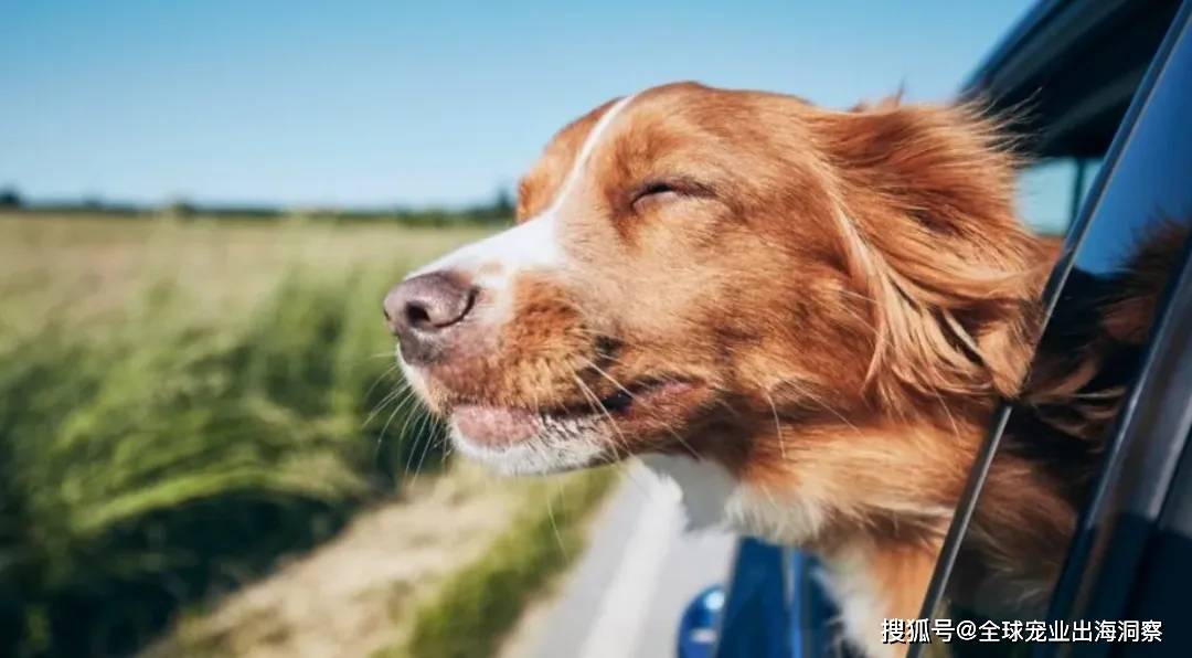 苏等地大推宠物经济国产宠物减肥药要来了不朽情缘游戏手机版广东、浙江、上海、江(图8)